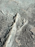 IMG_9833.jpeg