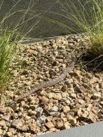 IMG_6273.jpeg