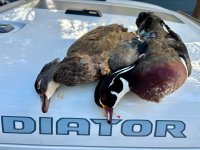 Wood ducks 10_23_2025_2.jpg