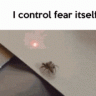 spider